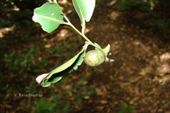 Diospyros foliolosa